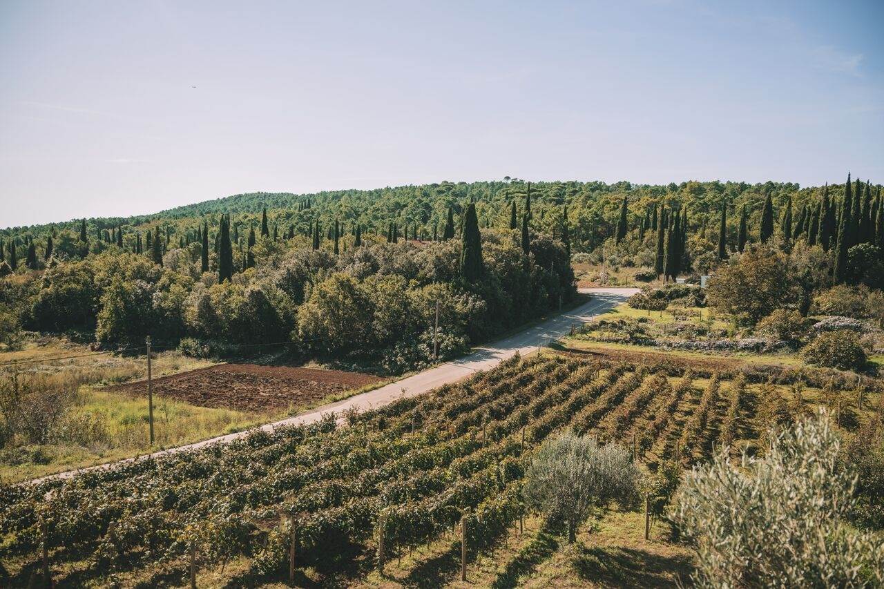 Vinske ture Hrvatskom - Dalmacija