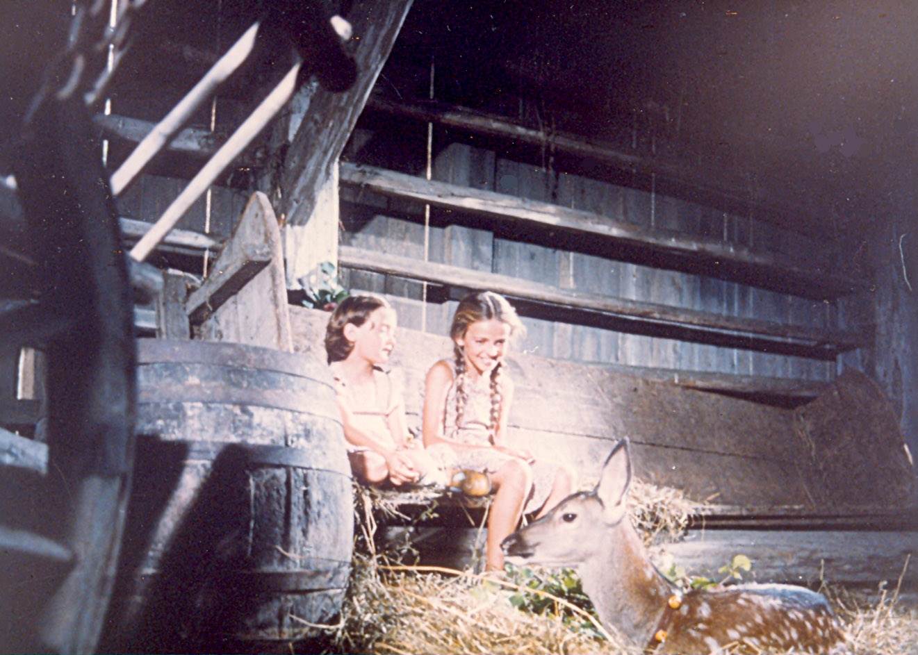 JELENKO 01