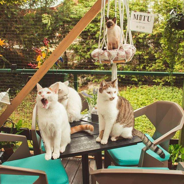 Cat Caffe