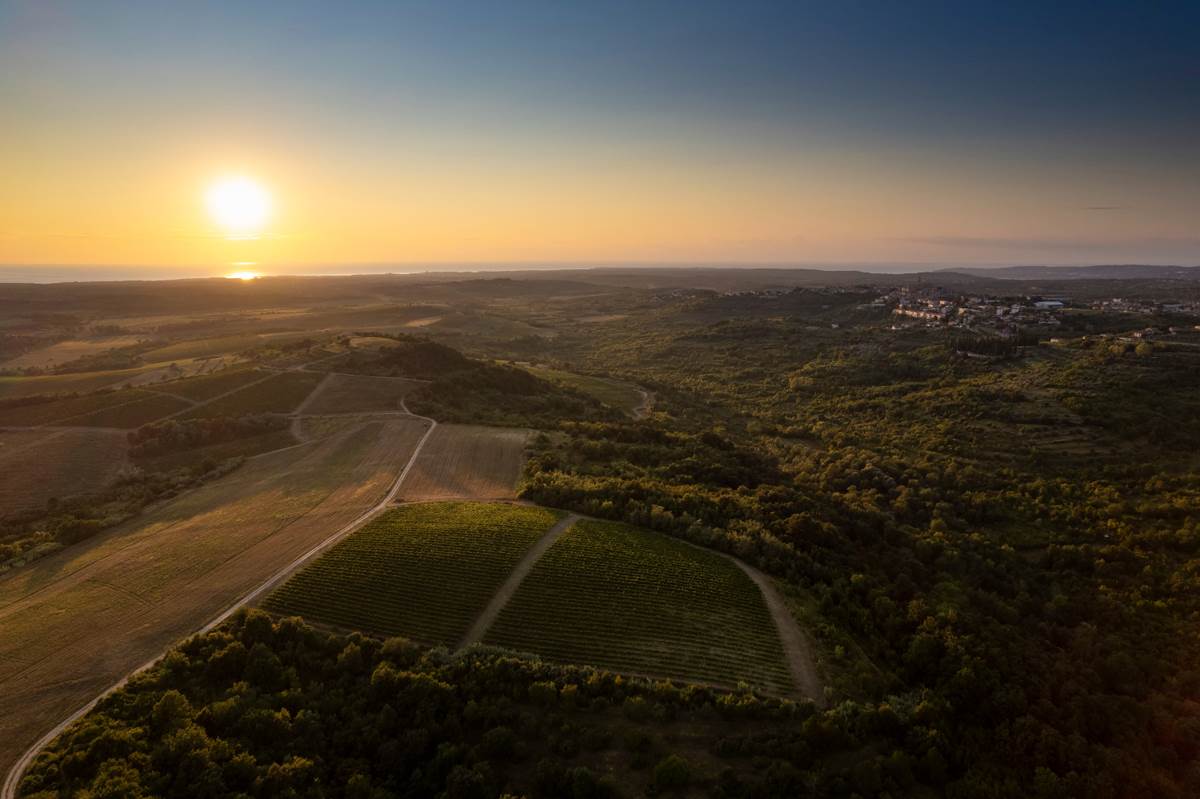 Vinogradi Vinarije Veralda