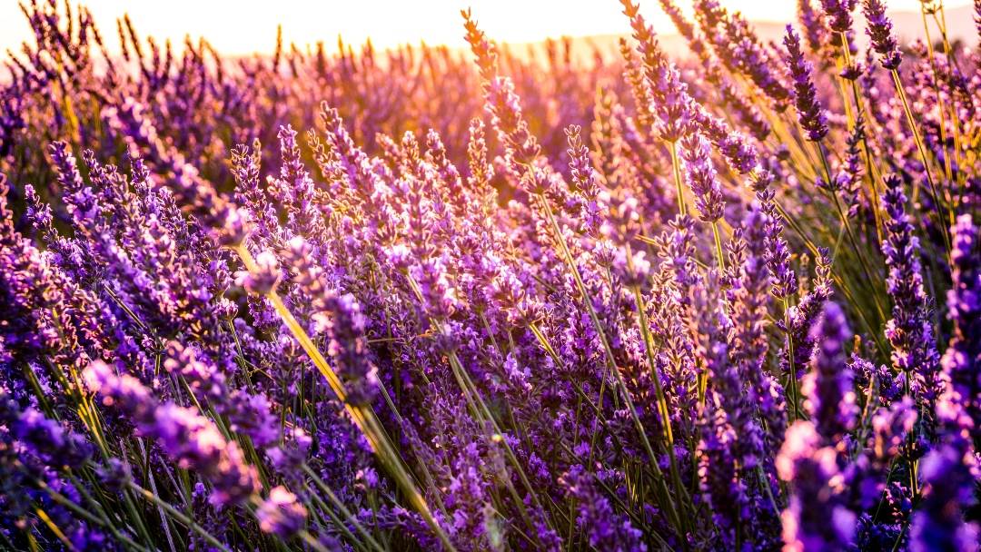 Lavanda je korisna u njezi kose