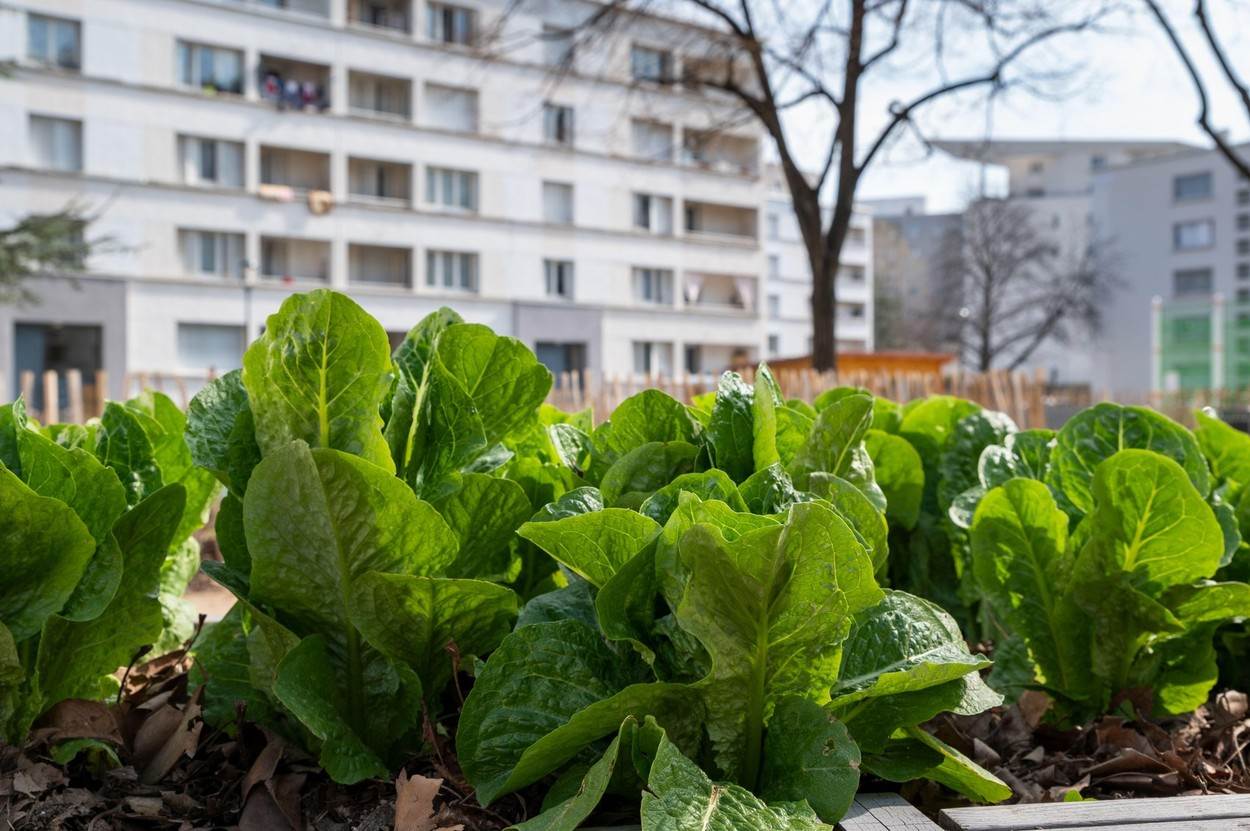 urban garden