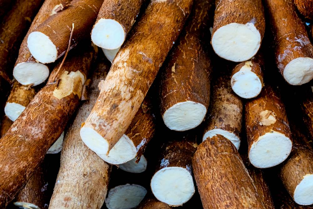 cassava