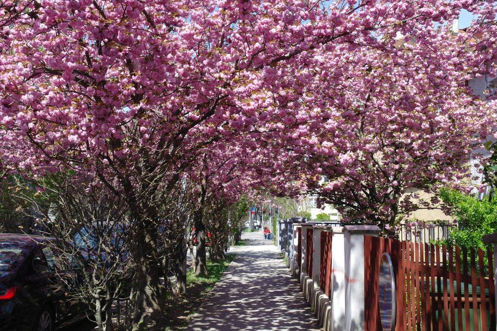 Procvjetale su trešnje u Šulekovoj ulici u Zagrebu