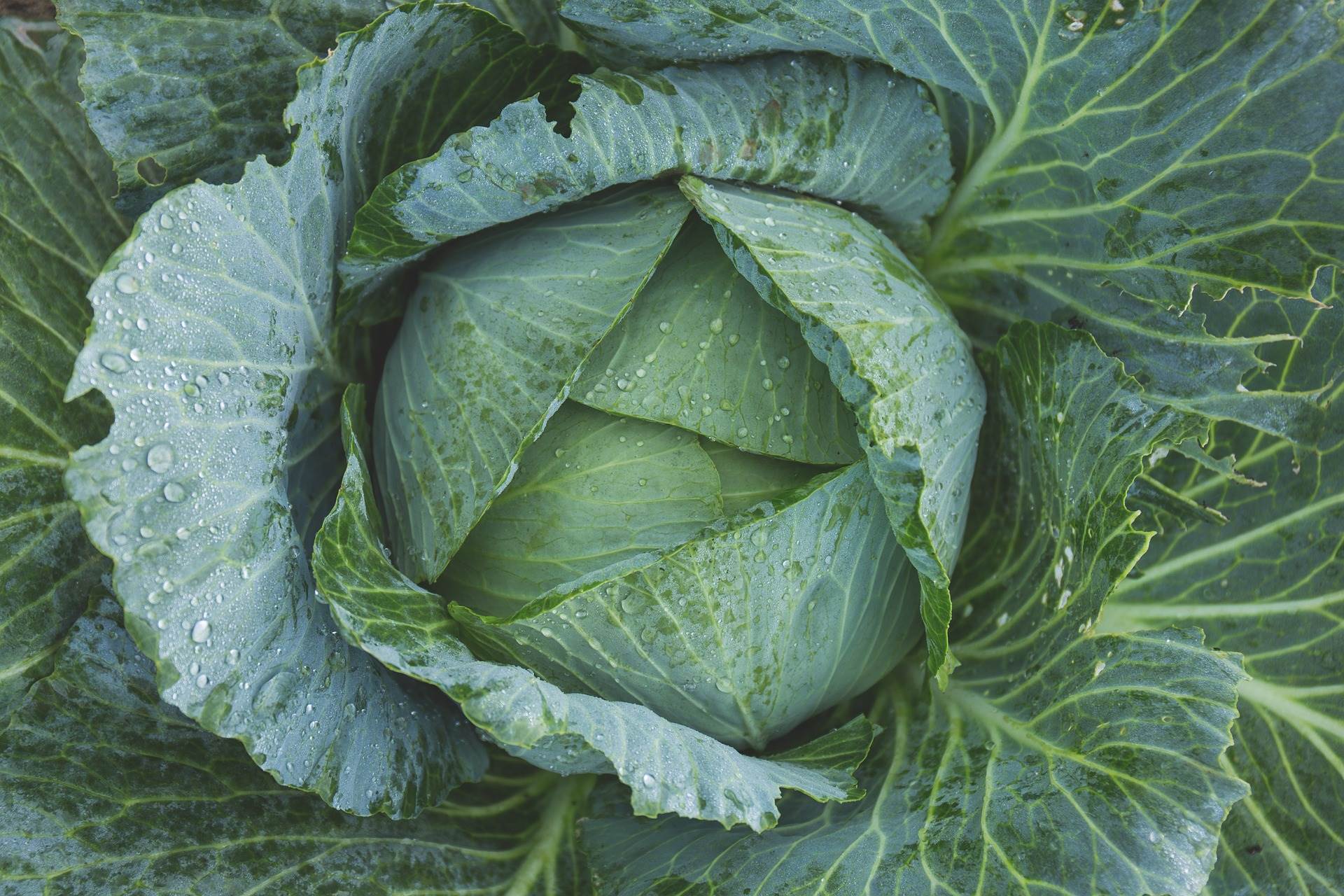 cabbage-g098081d7d_1920.jpg