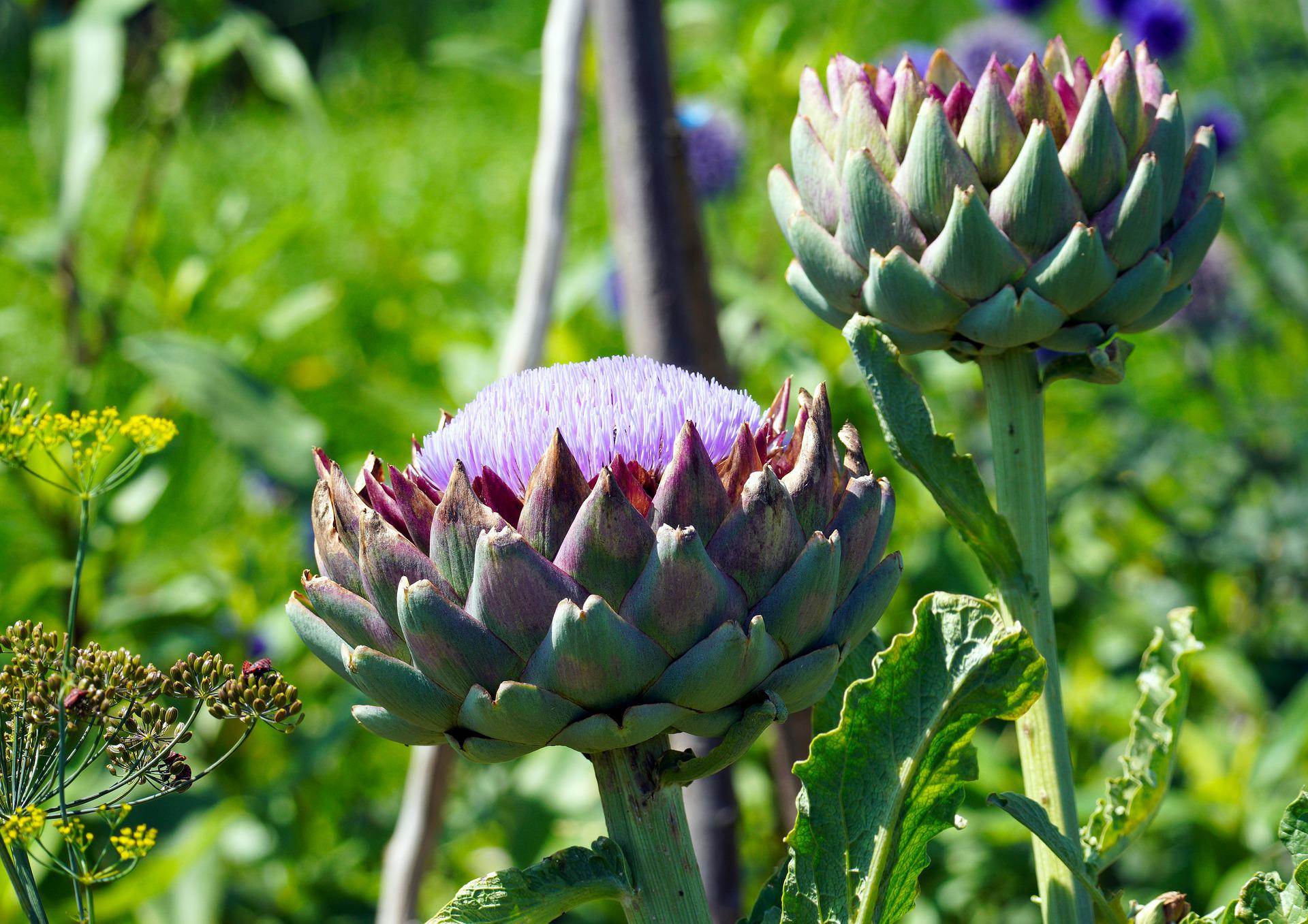 artichokes-gbd2c91e28_1920.jpg