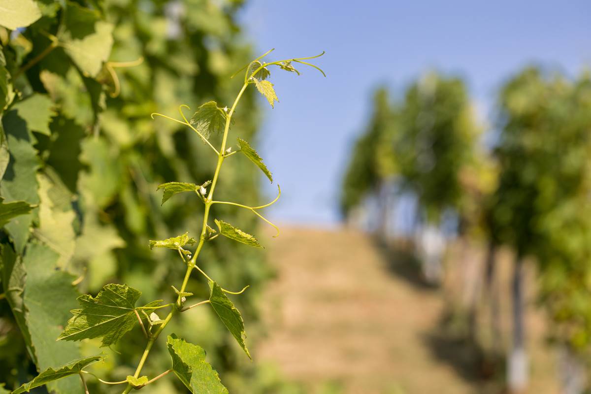 TZ PSŽ-Vinograd_Borna Subota5.jpg