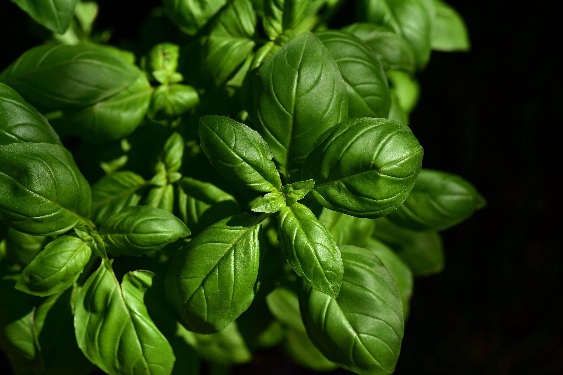 basil-gcb58f5a36_1920.jpg