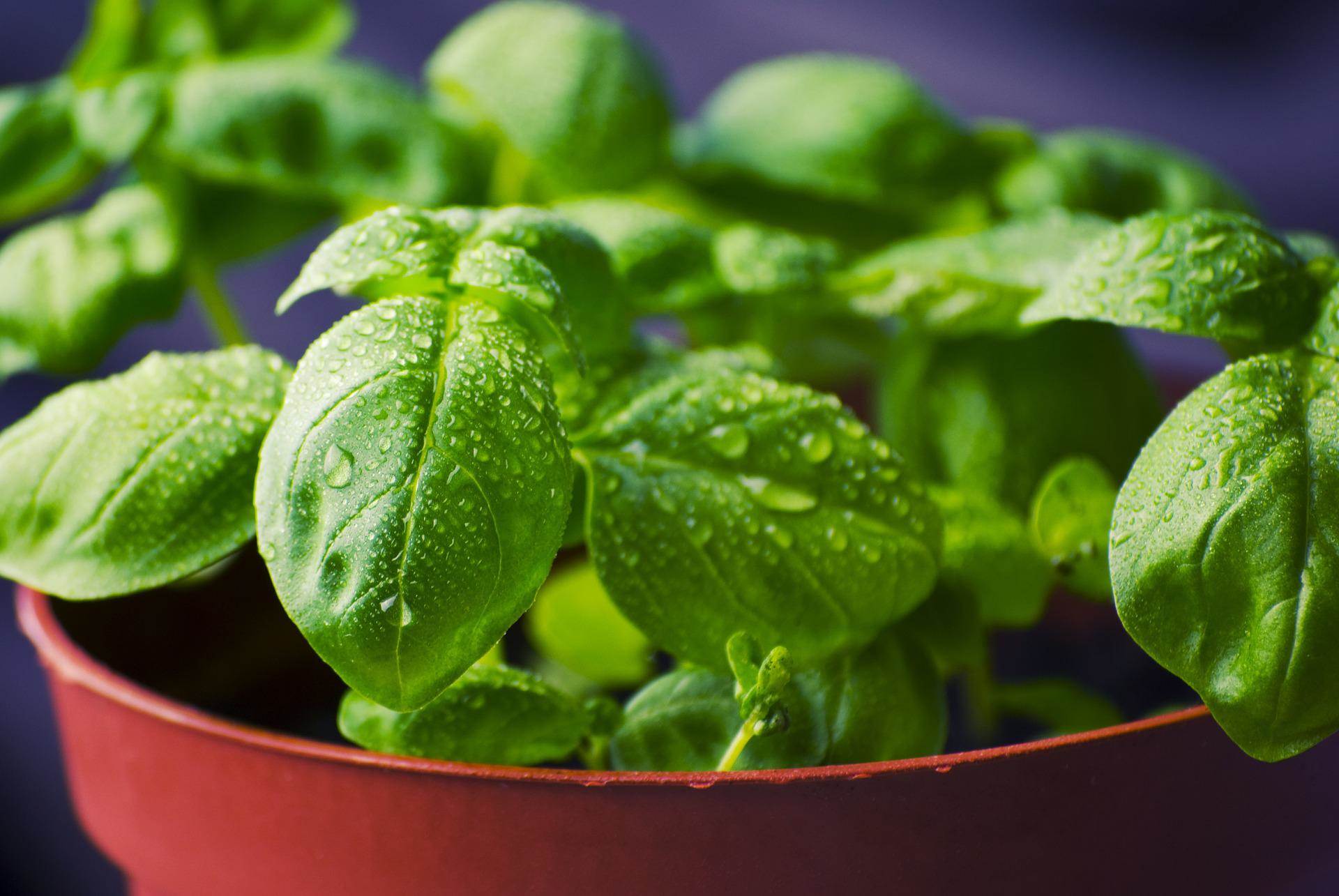 basil-gb6c92610f_1920.jpg