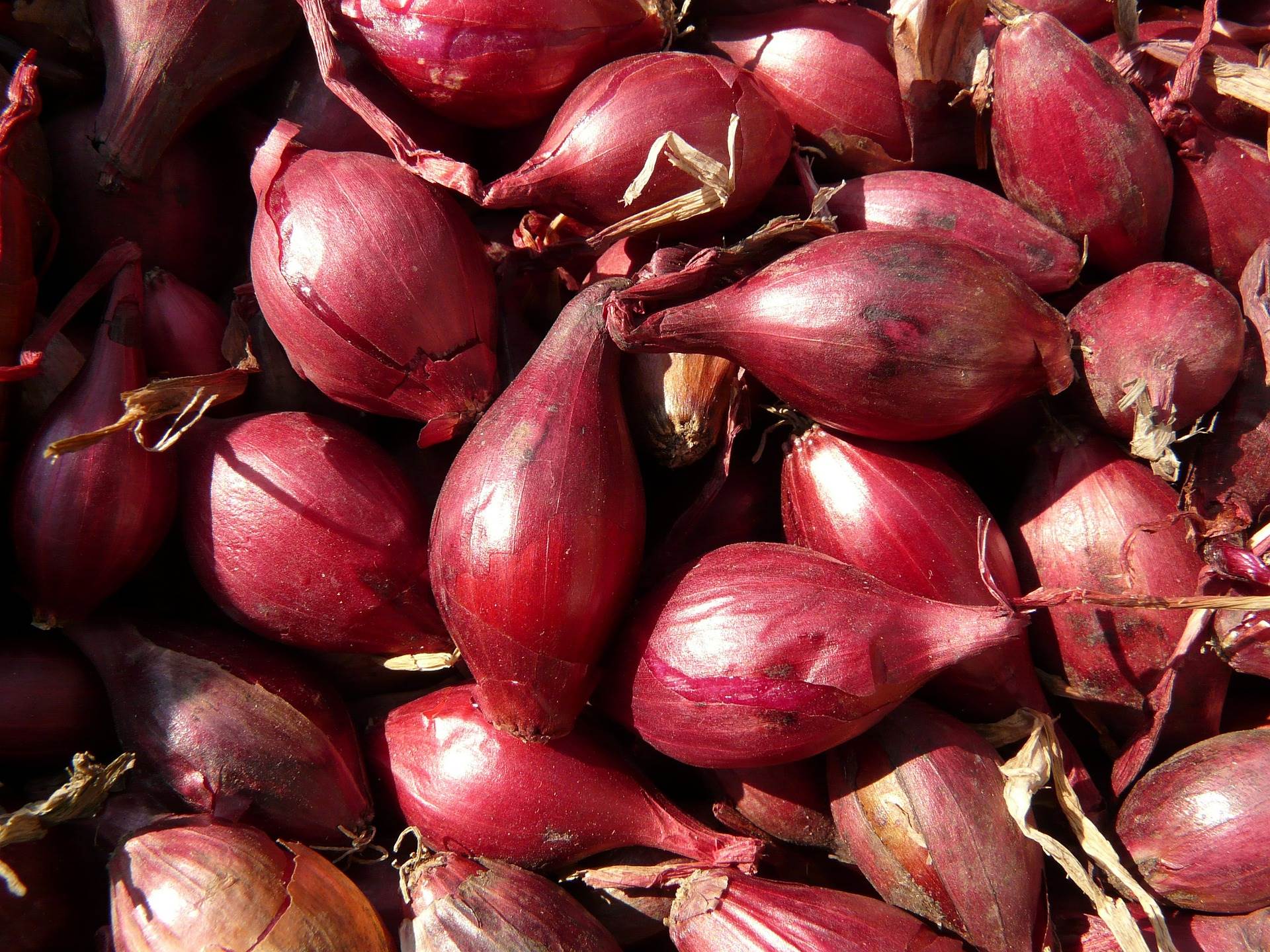 red-shallots-g8f31c3d6b_1920.jpg