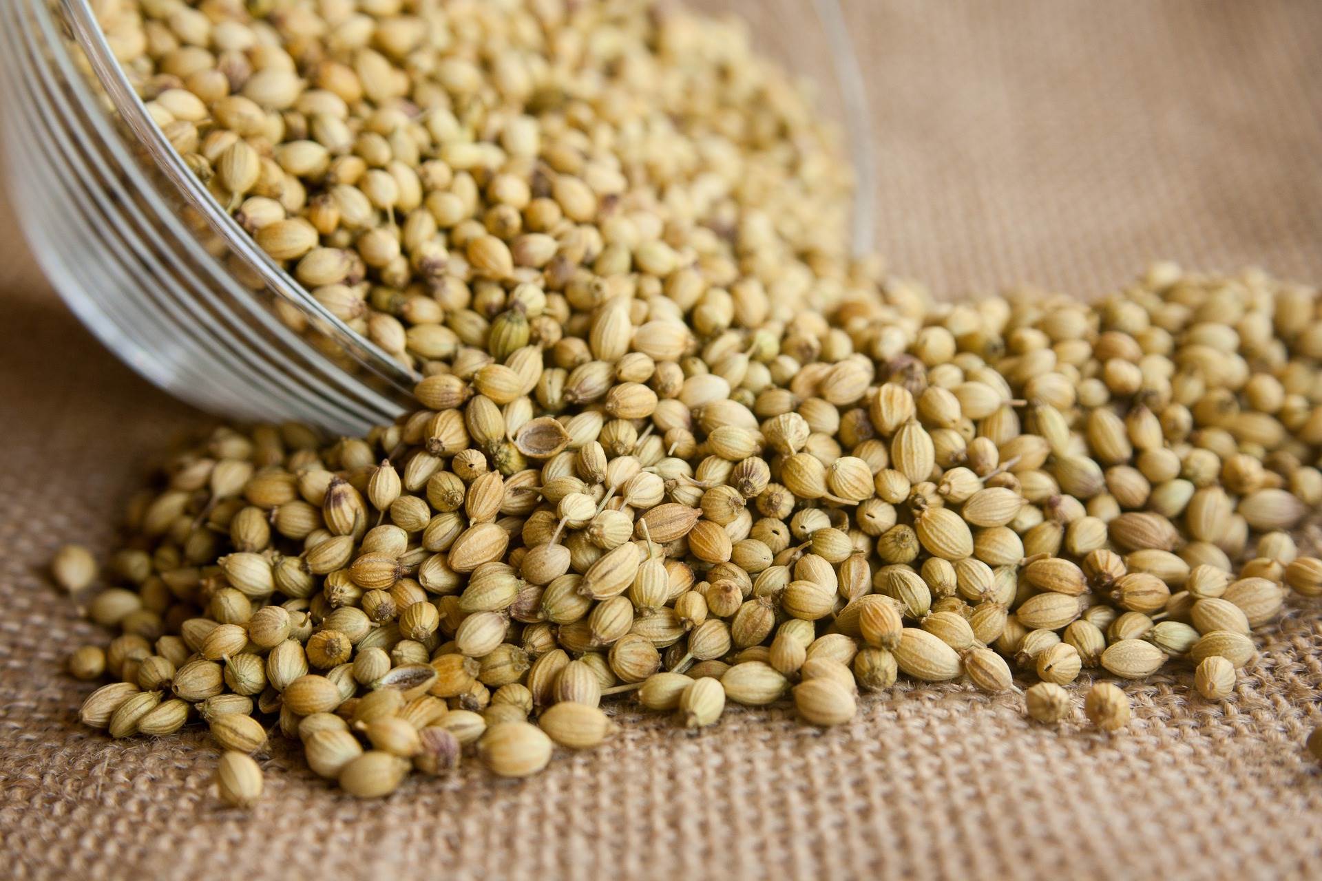 coriander-g718e319d0_1920.jpg