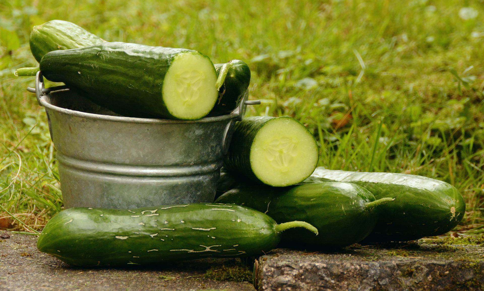 cucumbers-g7841319d5_1920.jpg