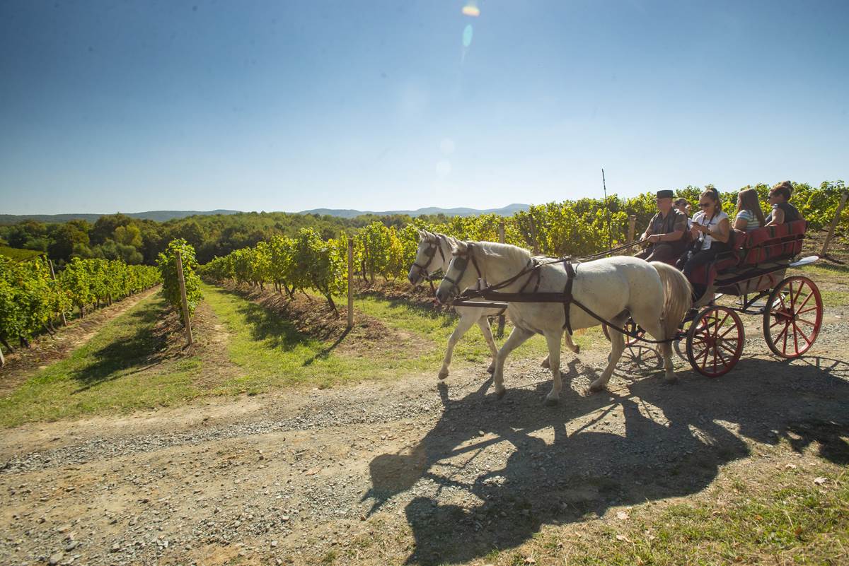 Slavonija i Podravina, wine not_foto Matija Turkalj_07.jpg