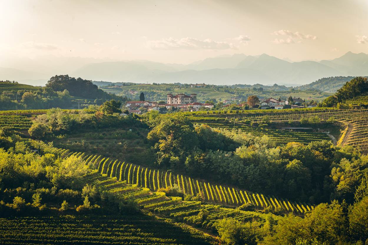 Brda Terroir i Alpe