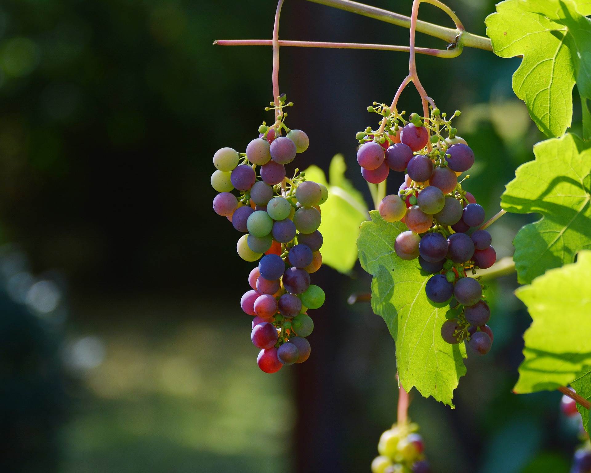 grapes-ge1a1a57cb_1920.jpg