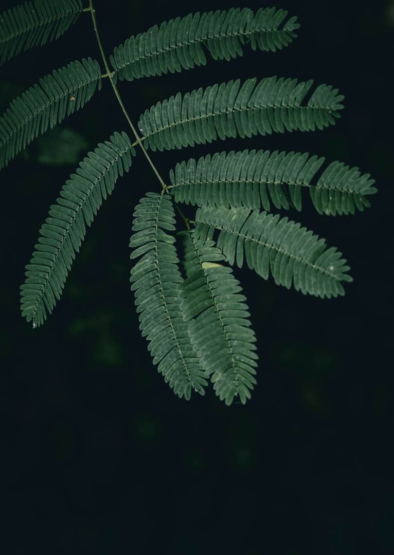 Mimoza tenuiflora