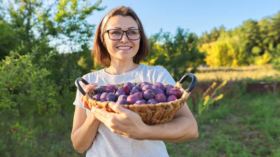 Za što su dobre šljive