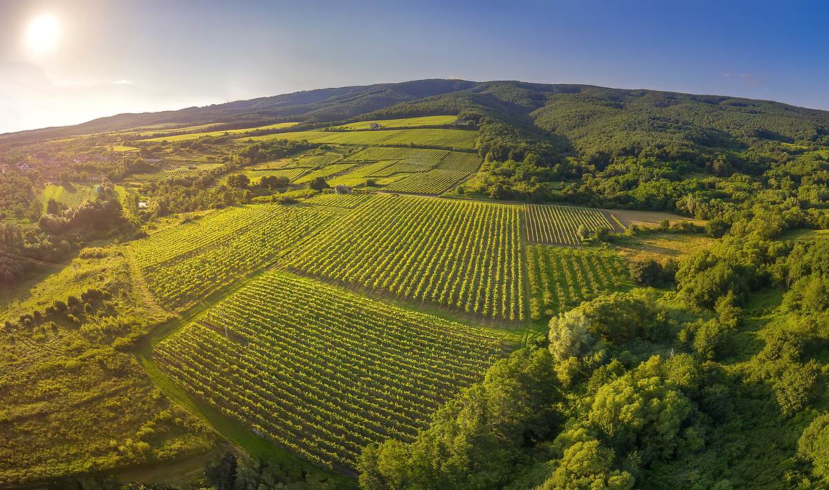 Svijet graševine_izvor TZ Požeško-slavonske županije.jpg