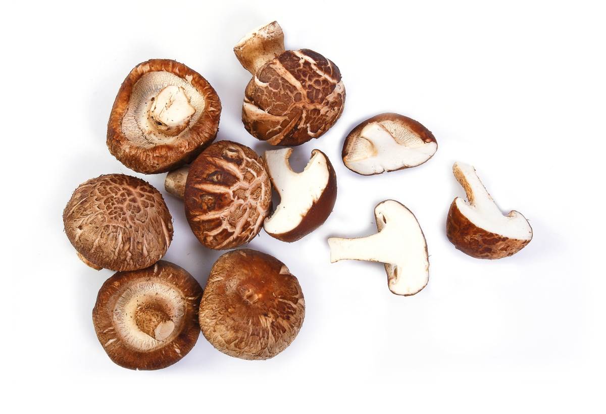 BioBran_shitake_.jpg