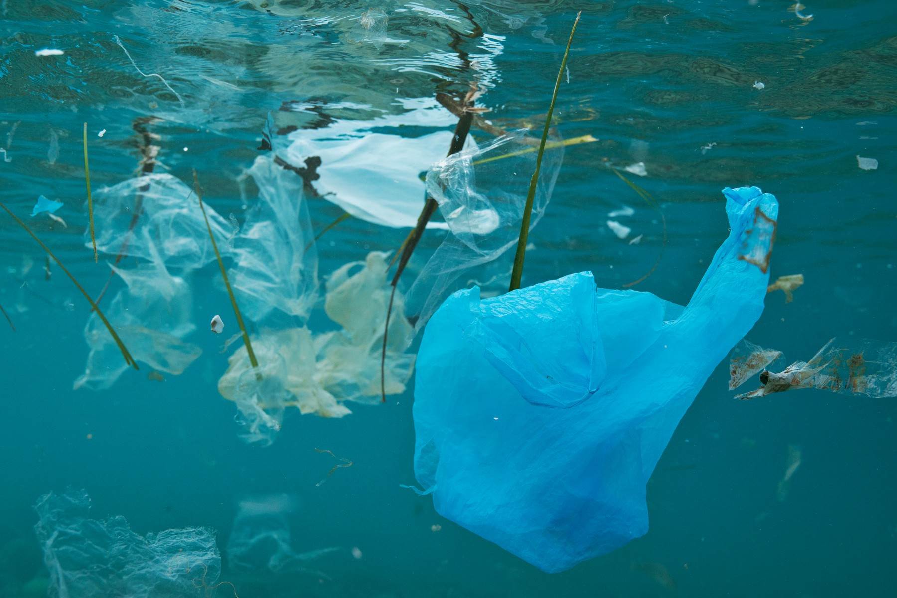 OCEAN PLASTIC SURVEY Mobilna aplikacija spašava ocean od plastike