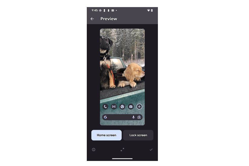 Pas pozadina na telefonu.jpg