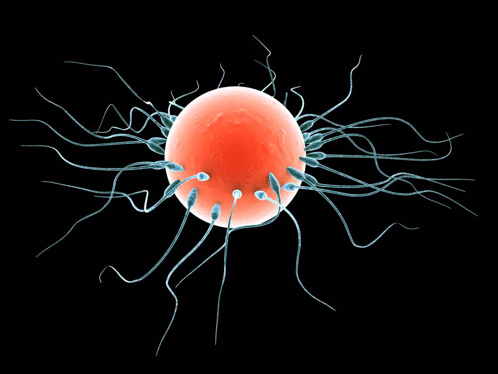 zacece - kada dolazi do oplodnje?