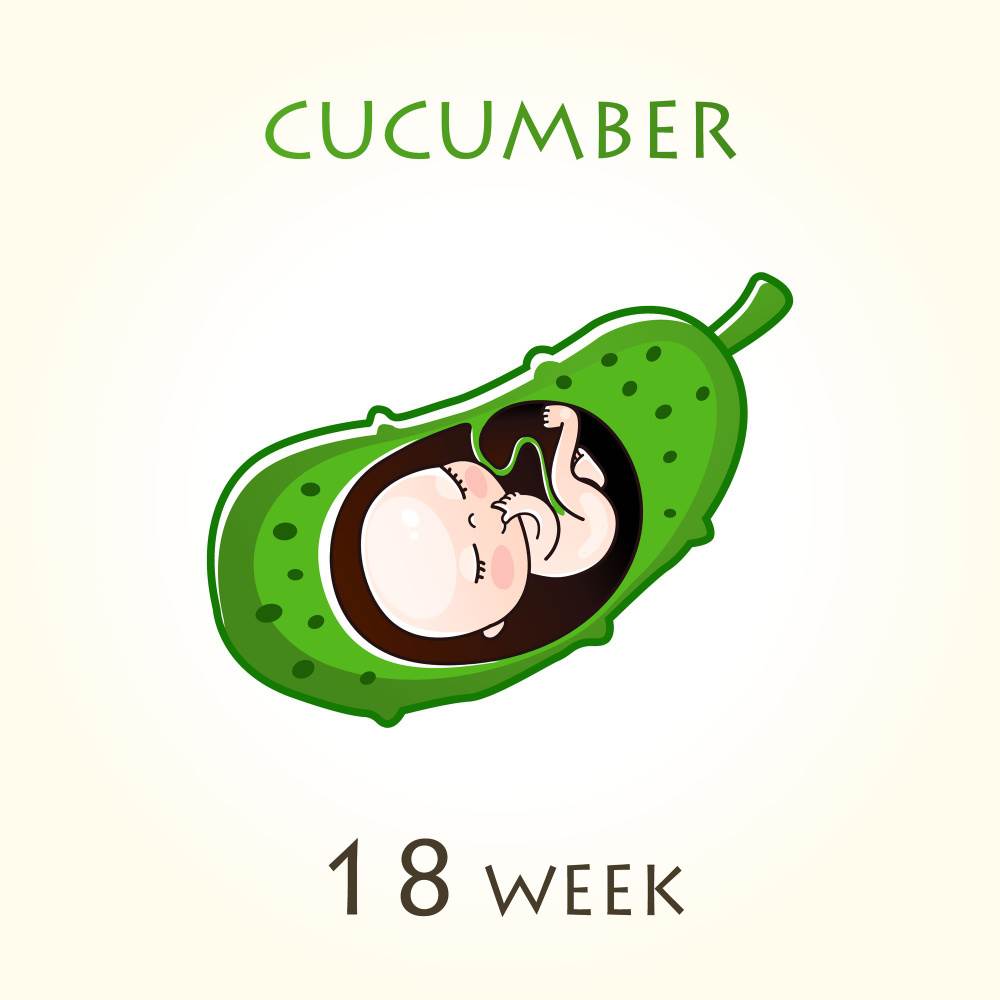 Razvoj i velicina bebe u trbuhu svaki tjedan