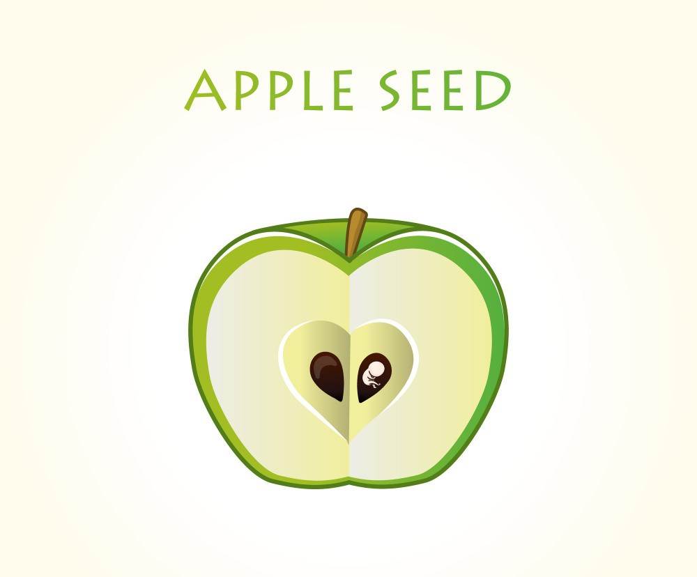 Razvoj i velicina bebe u trbuhu svaki tjedan