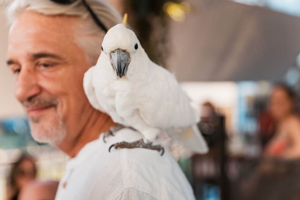 Cubismo i egzotične papige na rođendanu Botanist i Pablos bara