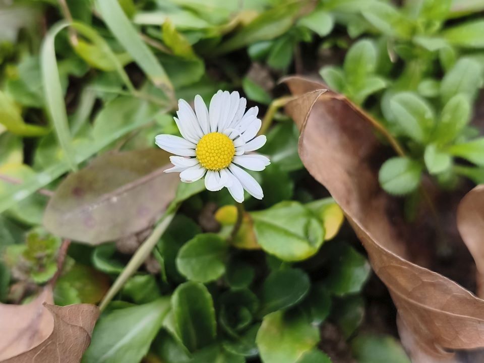 Fotografirano s Redmi Note 15 Pro 5G (1).jpg